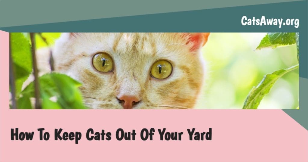 How to keep cats out of your yard