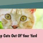 How to keep cats out of your yard