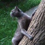 a cat will often enter your garden via a tree