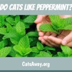 do cats like peppermint