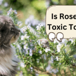 is the rosemary plant toxic to cats
