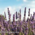 do cats like lavender