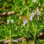 is rosemary toxic to cats