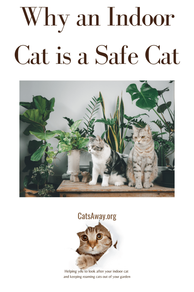Why an Indoor Cat is a Safe Cat