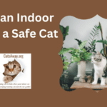 why an indoor cat is always safer than a stray or roaming pet