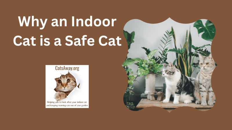 why an indoor cat is always safer than a stray or roaming pet