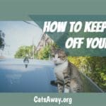 how to keep cats off your car