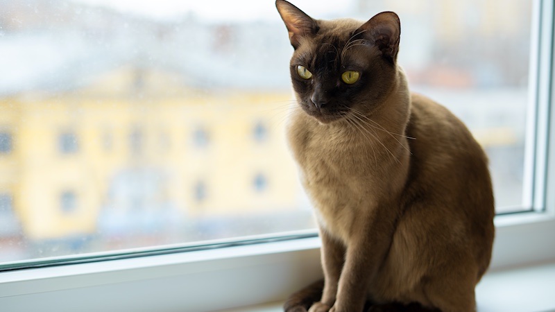 Burmese cats are very social and shouldn't be left at home alone all day