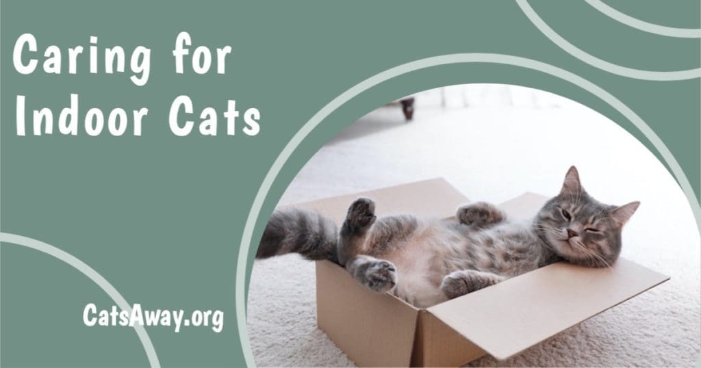 caring for indoor cats