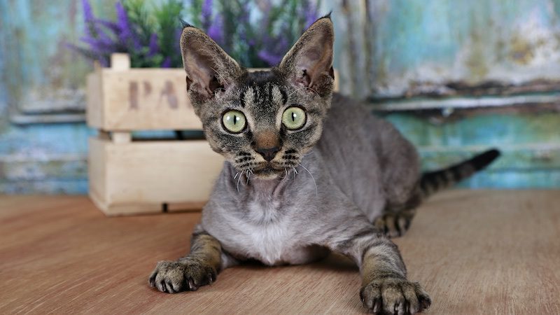 Devon Rex cats are affectionate making them one of the best indoor cat breeds