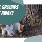 Do Coffee Grounds Keep Cats Away?