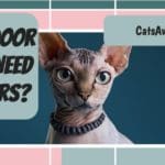 do indoor cats need a collar
