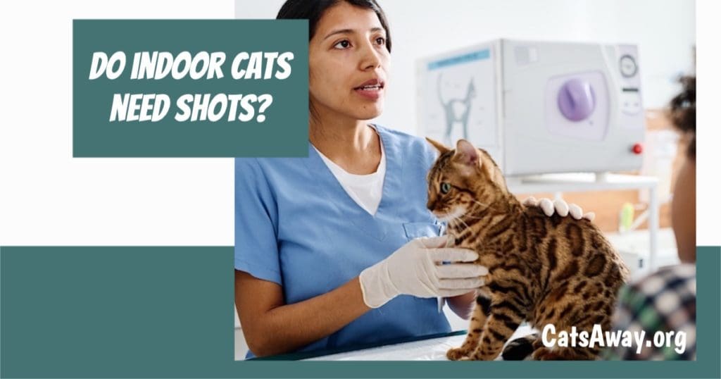Do-indoor-cats-need-shots?