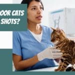 Do-indoor-cats-need-shots?