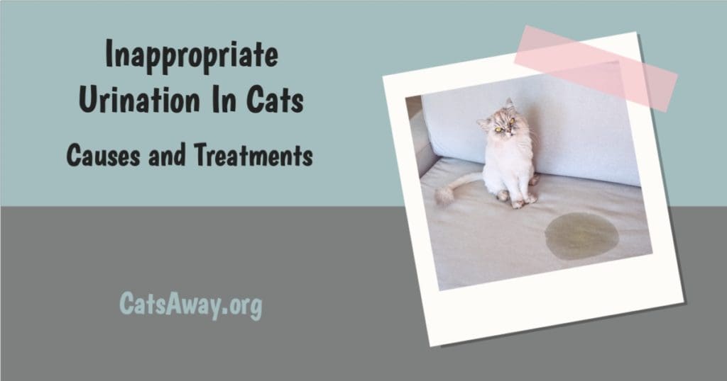 Causes and treatment of inappropriate urination in cats