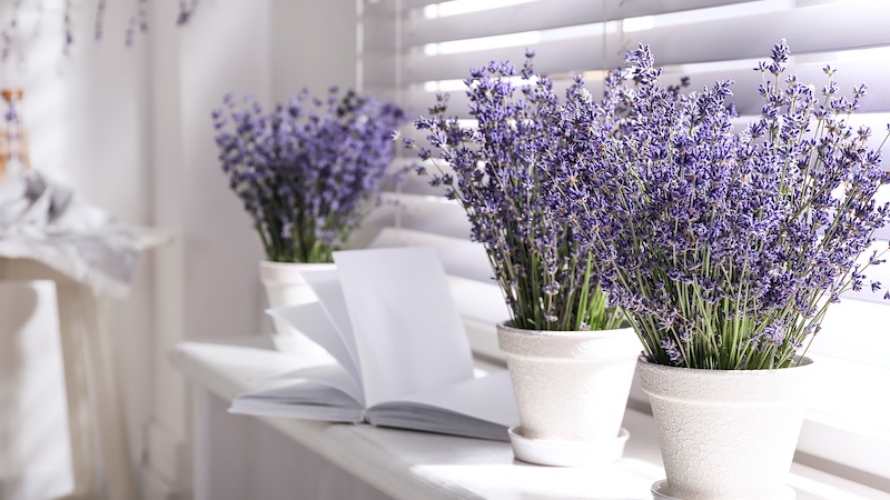 lavender is a great cat deterrent that can be grown indoors as well as out