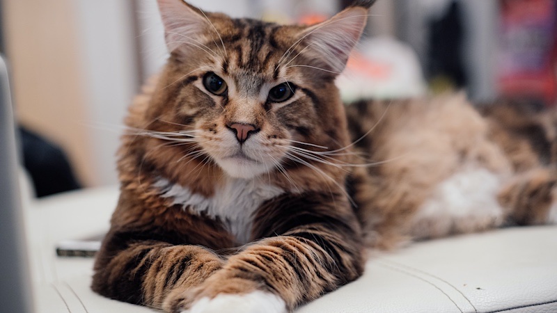 pros and cons of a Maine Coon house cat