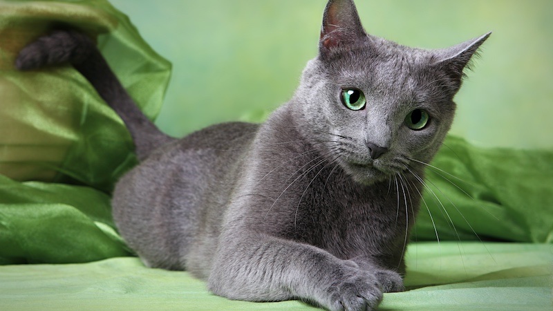 The Russian Blue cat is one of the prettiest of all cat breeds