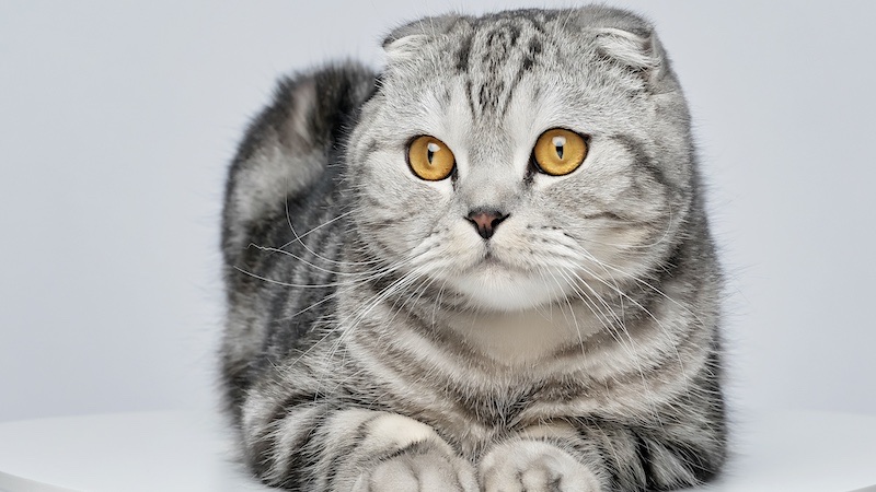 Scottish Fold cats are independent creatures and can entertain themselves when left alone