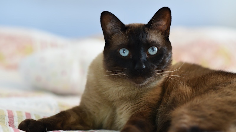 The Siamese cat is known to be very affectionate making them ideal indoor cat breeds for anyone lonely and looking for a companion