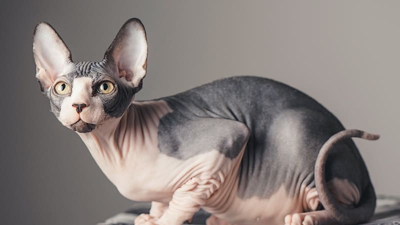 Sphynx Cat Price Guide: Do They Have To Cost a Fortune?