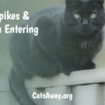Use cat spikes to keep cats out of your yard