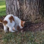 cat digging in yard