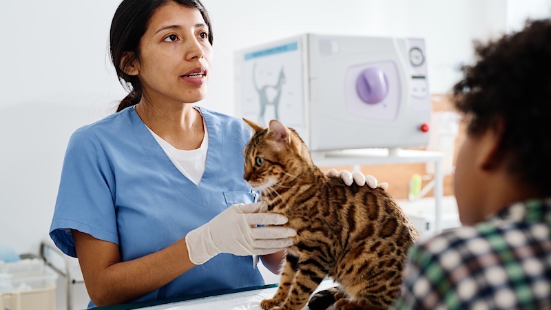 Speak to your vet about whether your indoor cat requires annual shots