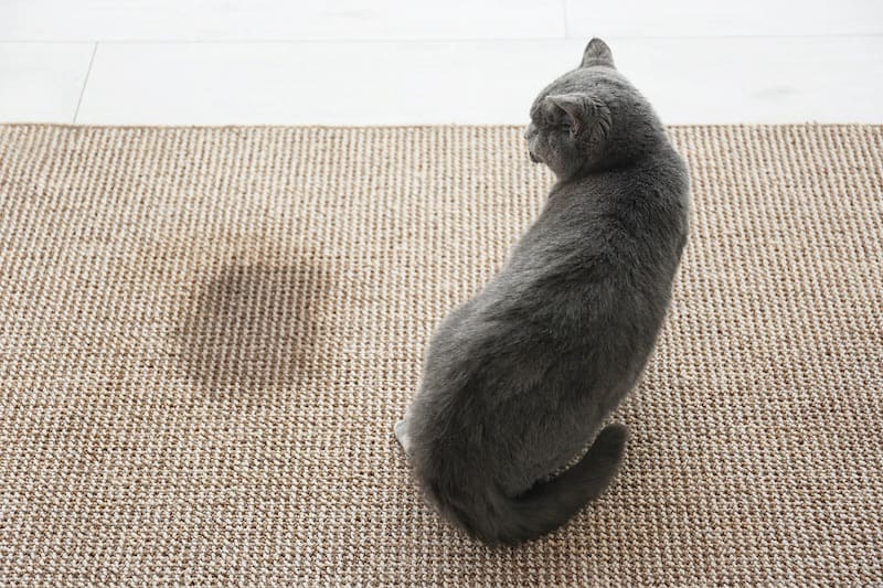 The stress of re-housing can cause inappropriate urination in cats