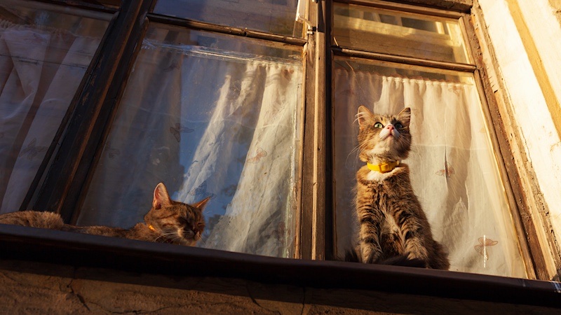 cats on a high window ledge