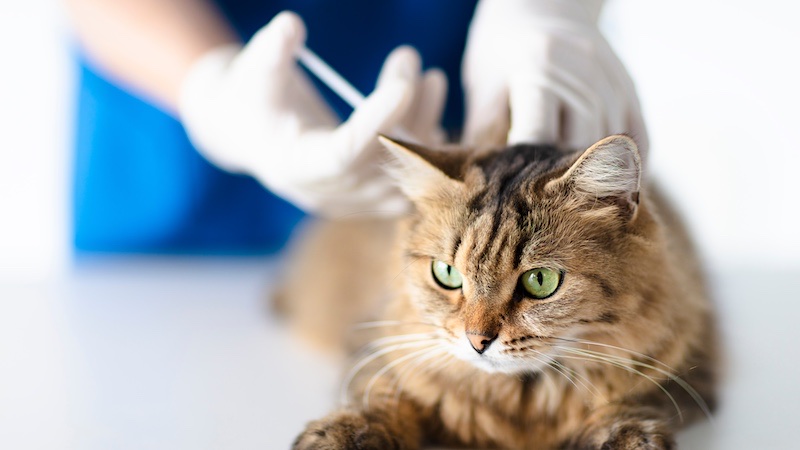 when to consult a veterinarian