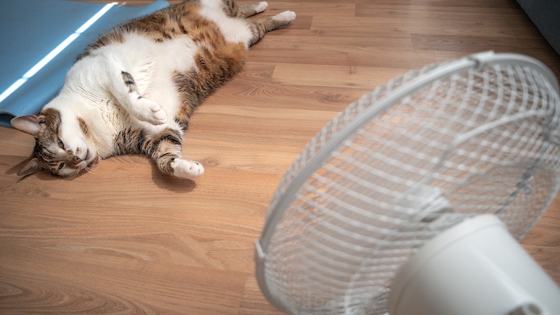Keeping a cat cool with an electric fan