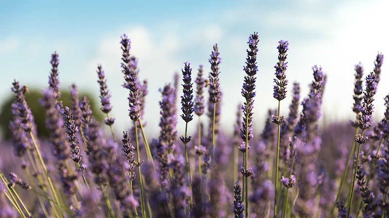 Lavender can help keep cats out of your garden