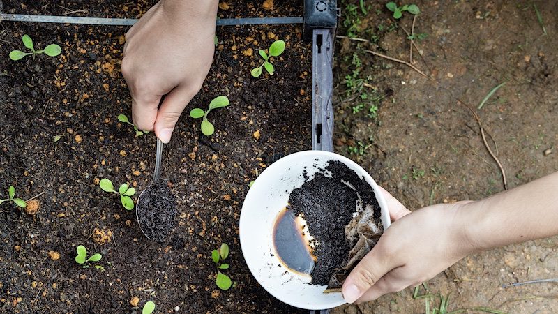 mixing coffee grounds into soil to deter cats from digging