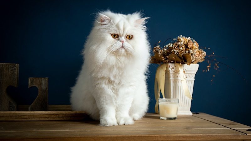 What are the worst cats for allergies?
