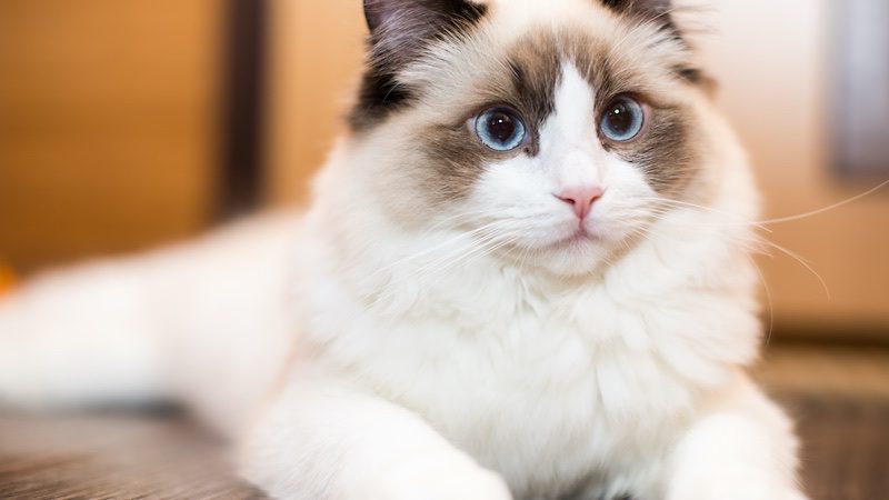 The Ragdoll cat is another popular indoor breed