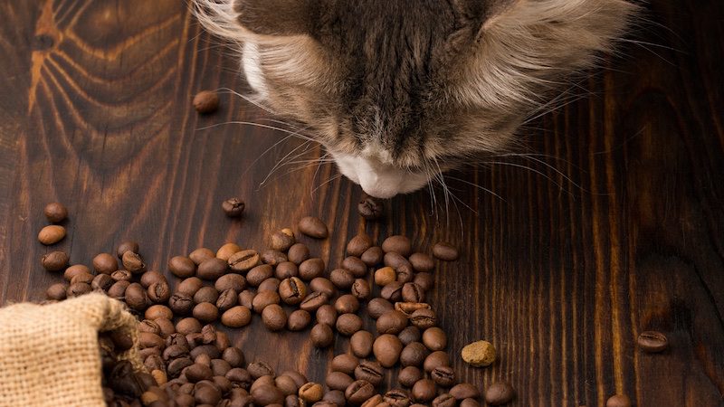 Some cats enjoy the smell of coffee