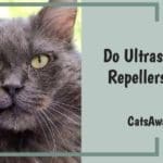 Do Ultrasonic Cat Repellers Work?