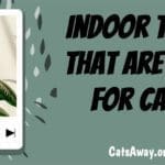 Indoor trees that are safe for cats
