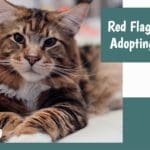 red flags when adopting a cat