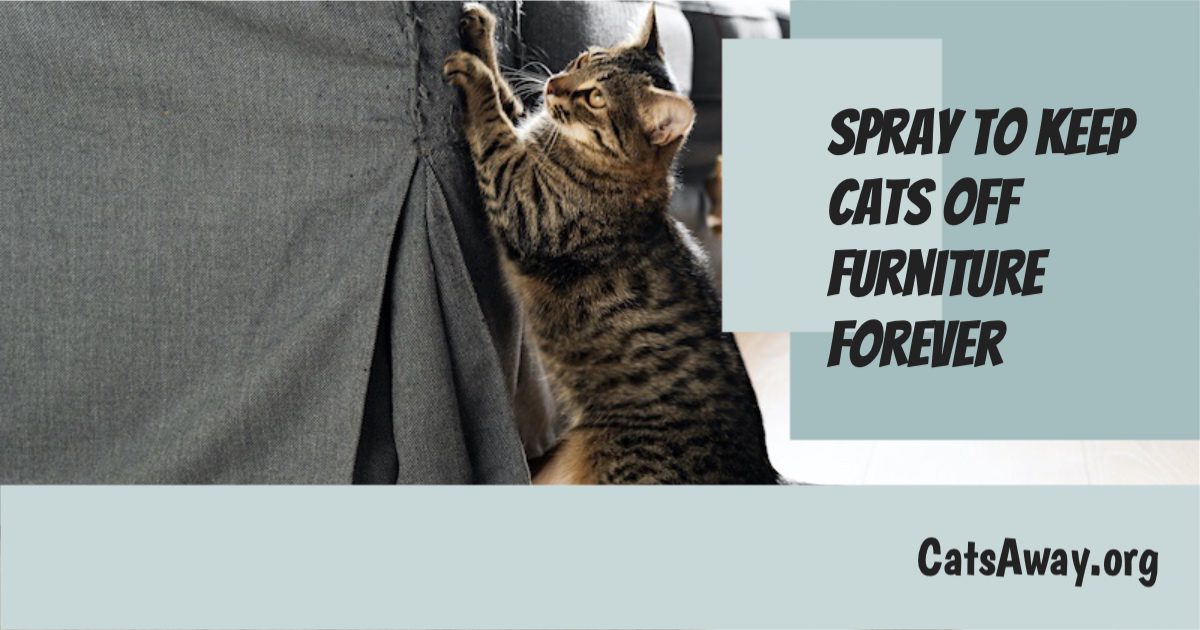 Spray to keep cats off furniture