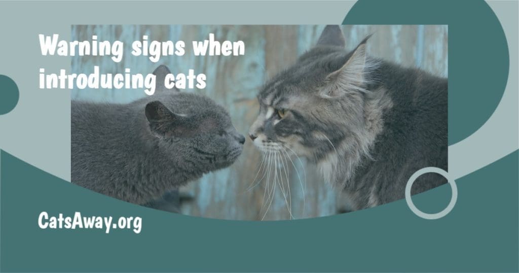 warning signs when introducing cats