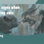 warning signs when introducing cats