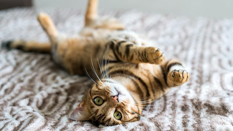 Indoor cats live as much as 3 times longer than an outdoor cat