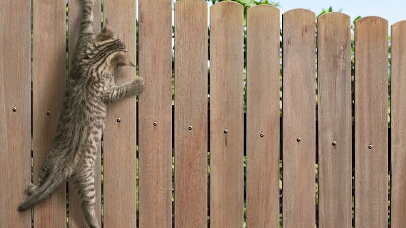 cat proof fence