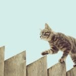 how do you cat proof a fence?