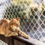 do cat proof fences work?