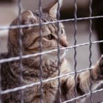 what is the best fencing to keep cats in?