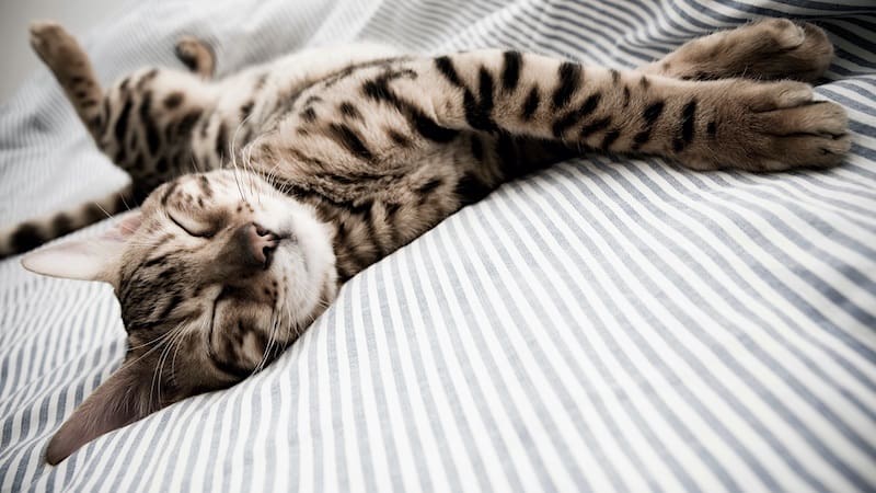 how much do bengal cats sleep