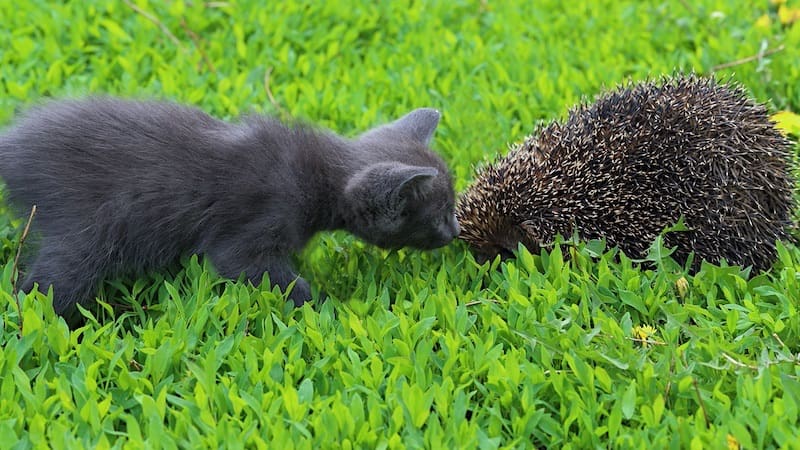 Cats tend to be wary of hedgehogs